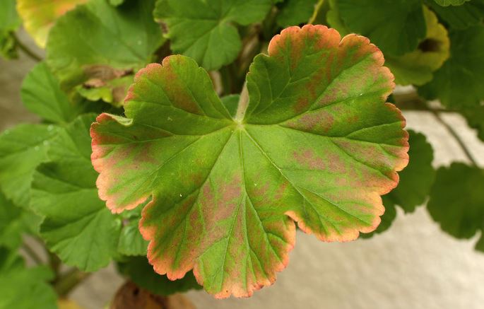 天竺葵放在屋子里养好不好几月份修剪最好 天竺葵叶子发黄怎么办