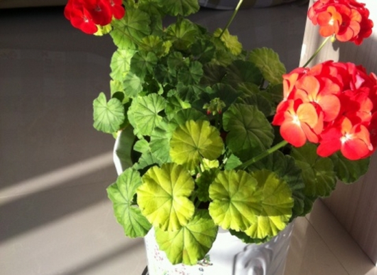 ���ÿ��������������ò��ü��·��޼���� ���ÿ�Ҷ�ӷ�����ô��