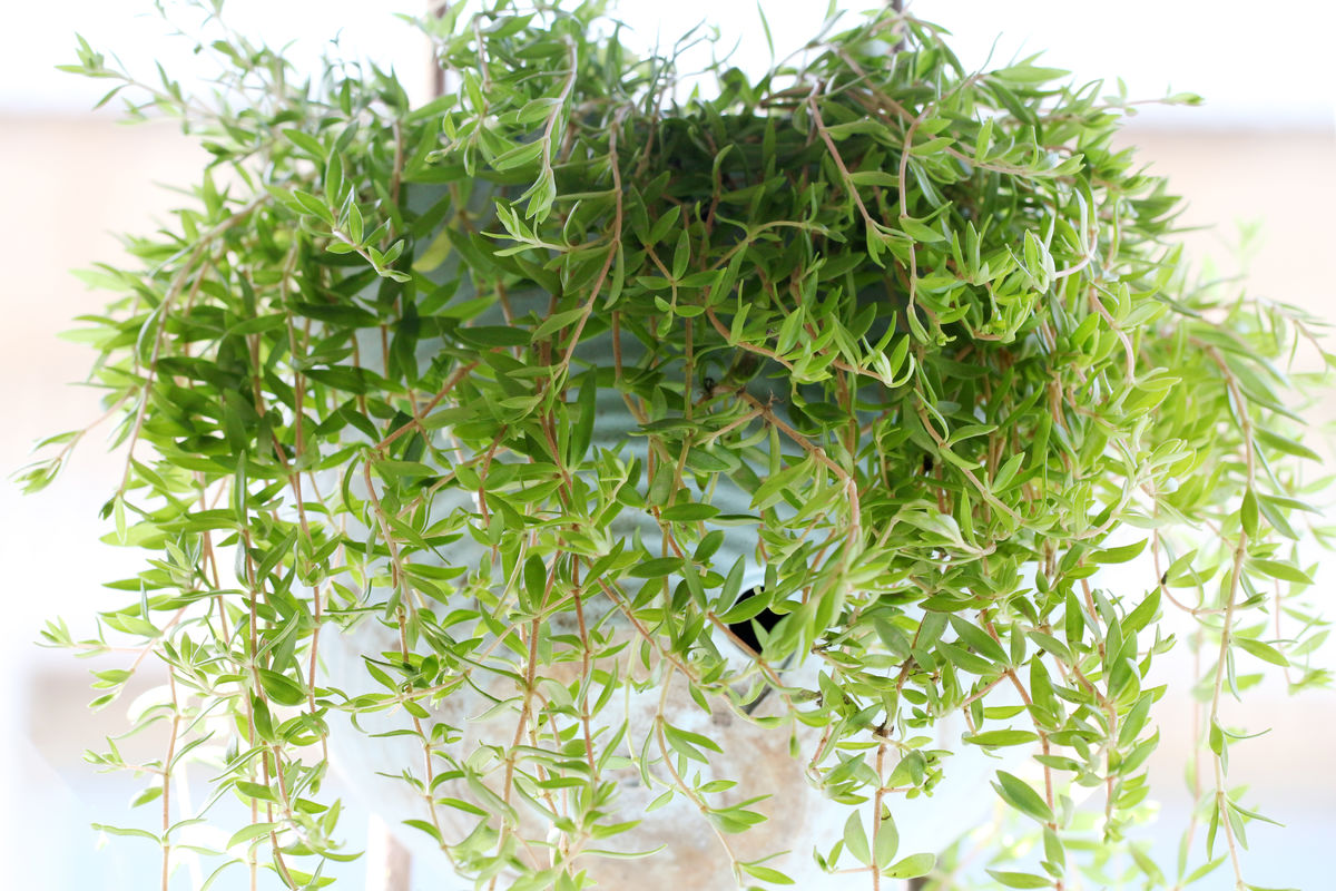 垂盆草的功效与作用及禁忌食用方法 垂盆草的养殖方法和注意事项