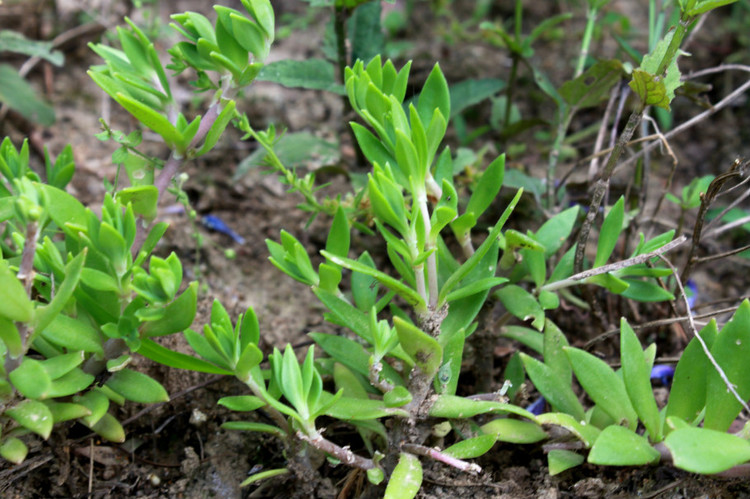 垂盆草的功效与作用及禁忌食用方法 垂盆草的养殖方法和注意事项