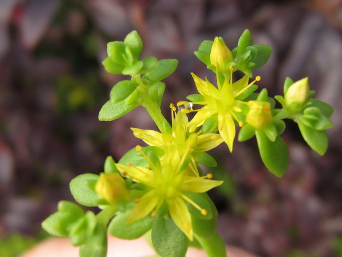 垂盆草的功效与作用及禁忌食用方法 垂盆草的养殖方法和注意事项