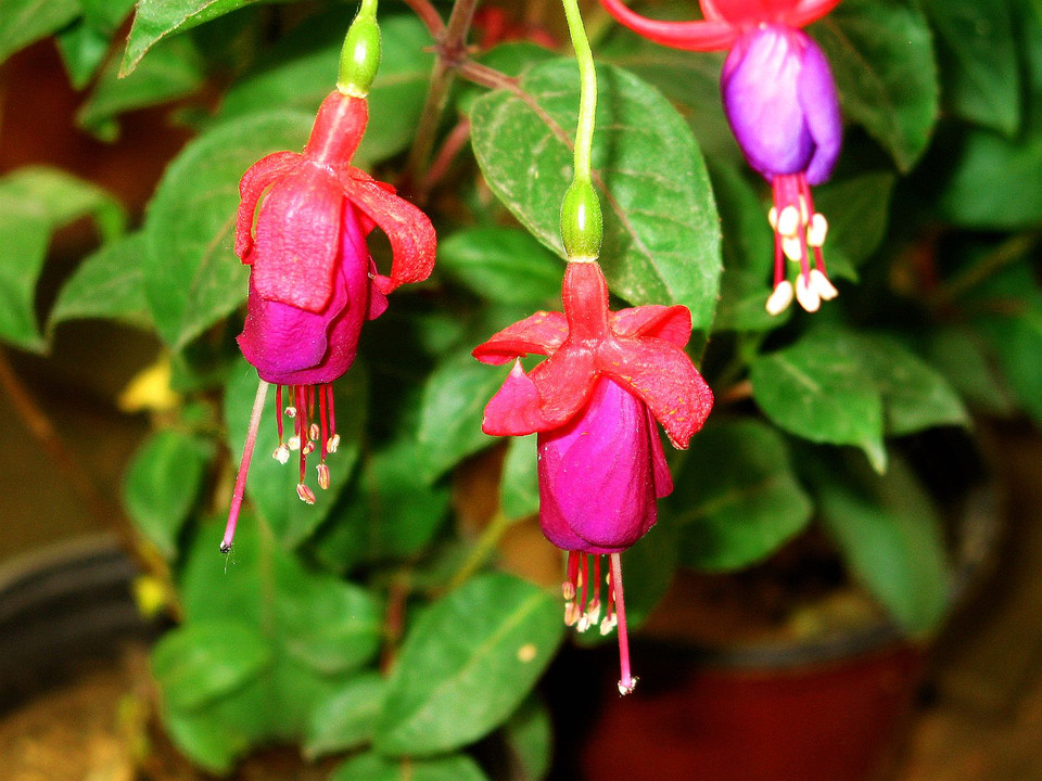 ����������ֳ����������ô�� ������Ҷ�ӷ�����ô���Լ�������