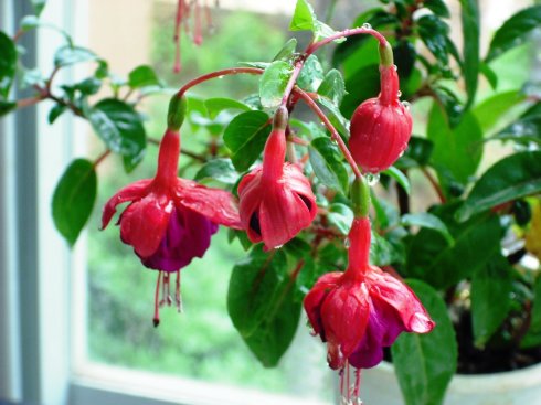 灯笼花的养殖花蕾脱落怎么办 灯笼花叶子发黄怎么办以及常见病