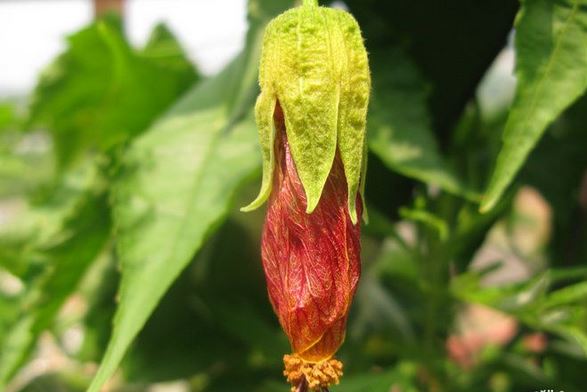 灯笼花的养殖花蕾脱落怎么办 灯笼花叶子发黄怎么办以及常见病