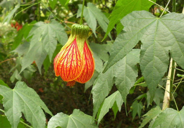 ����������ֳ����������ô�� ������Ҷ�ӷ�����ô���Լ�������