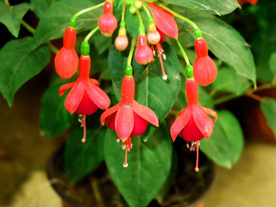 �������Ƿ��ж���Ч�����ü�����֢ ���������ＰͼƬƷ�ִ�ȫ