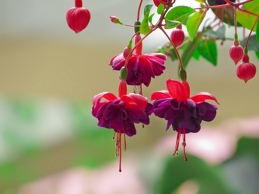 �������Ƿ��ж���Ч�����ü�����֢ ���������ＰͼƬƷ�ִ�ȫ