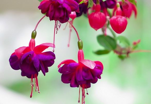 �������Ƿ��ж���Ч�����ü�����֢ ���������ＰͼƬƷ�ִ�ȫ