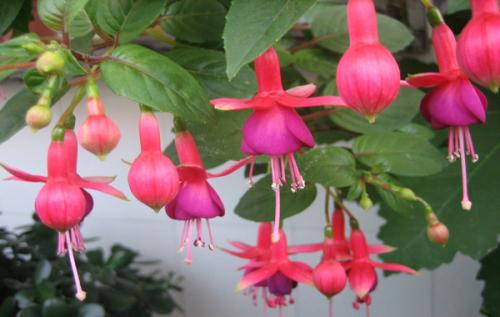 �������Ƿ��ж���Ч�����ü�����֢ ���������ＰͼƬƷ�ִ�ȫ