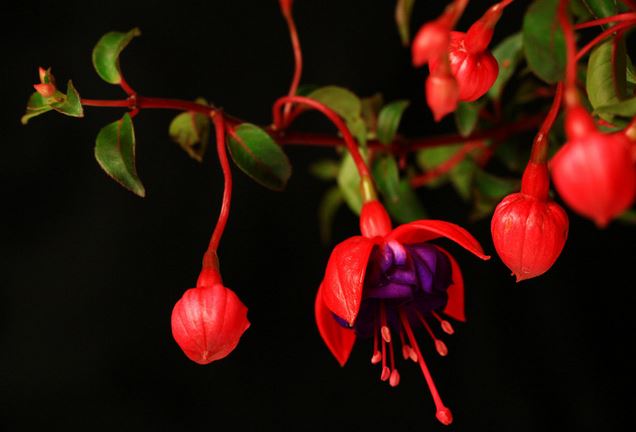 �������Ƿ��ж���Ч�����ü�����֢ ���������ＰͼƬƷ�ִ�ȫ