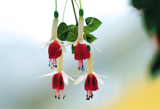 灯笼花是否有毒功效与作用及禁忌症 灯笼花花语及图片品种大全