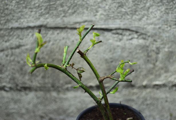 ������Ǥ�己ֳ�������ķ�����ô�޼� ��������ֳ������ע������