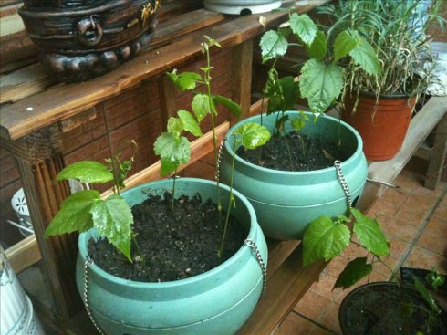 ������Ǥ�己ֳ�������ķ�����ô�޼� ��������ֳ������ע������