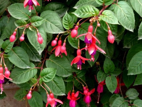 ������Ǥ�己ֳ�������ķ�����ô�޼� ��������ֳ������ע������