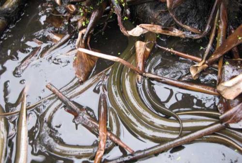 黄鳝养殖技术大全为什么那么难养殖 养殖黄鳝的利润和成本是多少