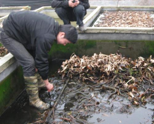 黄鳝养殖技术大全为什么那么难养殖 养殖黄鳝的利润和成本是多少