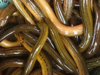 黄鳝养殖技术大全为什么那么难养殖 养殖黄鳝的利润和成本是多少