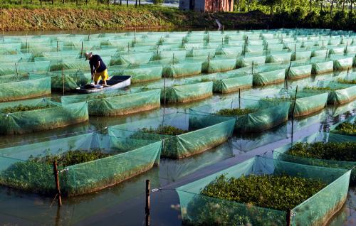 黄鳝养殖技术大全为什么那么难养殖 养殖黄鳝的利润和成本是多少