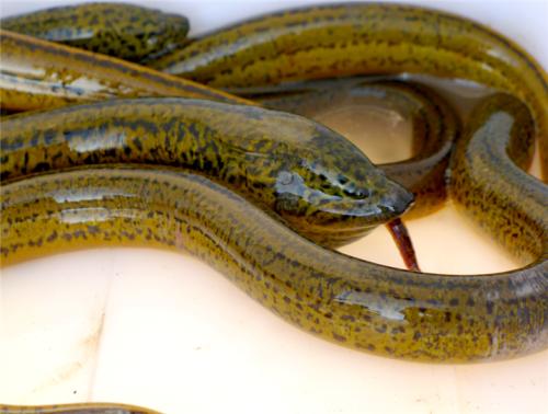 黄鳝养殖技术大全为什么那么难养殖 养殖黄鳝的利润和成本是多少