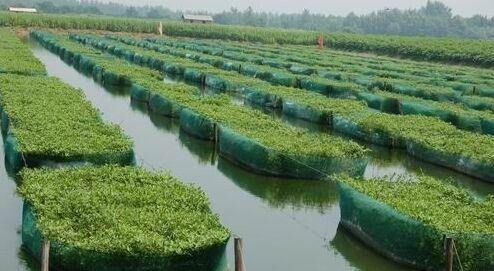 ֳȫΪʲôôֳ ֳͳɱǶ