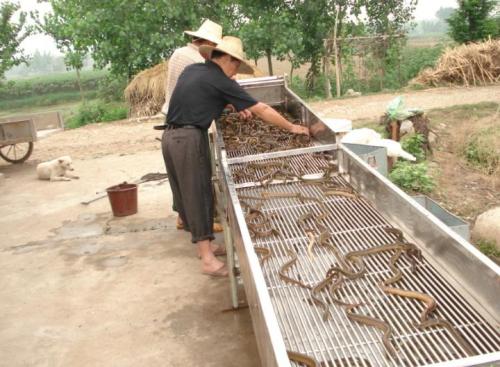 黄鳝养殖技术大全为什么那么难养殖 养殖黄鳝的利润和成本是多少