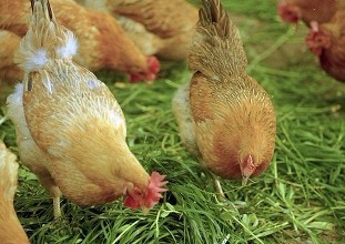 2017土鸡散养养殖技术方法及注意事项 养殖土鸡市场前景2017