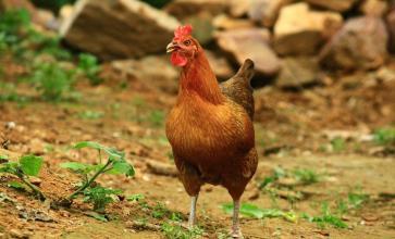 2017土鸡散养养殖技术方法及注意事项 养殖土鸡市场前景2017