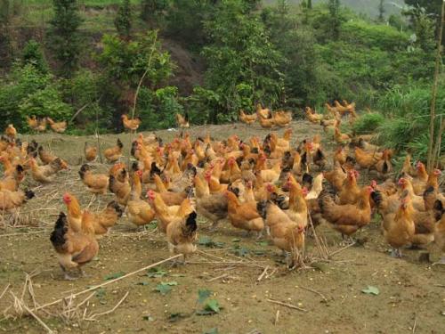 2017土鸡散养养殖技术方法及注意事项 养殖土鸡市场前景2017