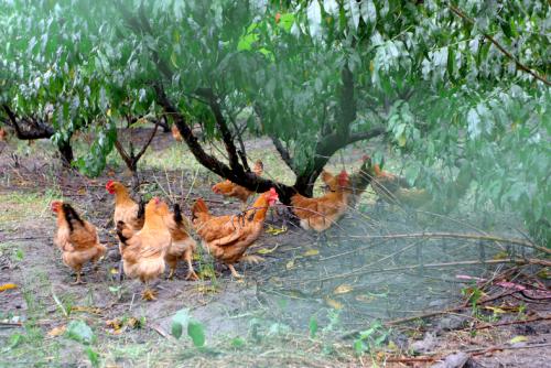 2017土鸡散养养殖技术方法及注意事项 养殖土鸡市场前景2017