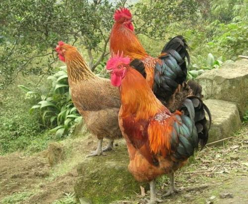 2017ɢֳע   ֳгǰ2017