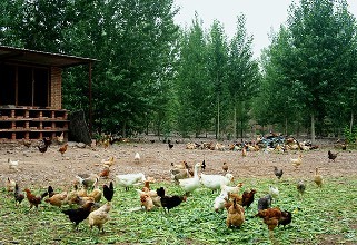 如何散养土鸡才赚钱成本与利润是多少 散养土鸡的鸡舍建造图片