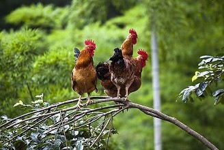 如何散养土鸡才赚钱成本与利润是多少 散养土鸡的鸡舍建造图片