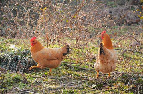 如何散养土鸡才赚钱成本与利润是多少 散养土鸡的鸡舍建造图片