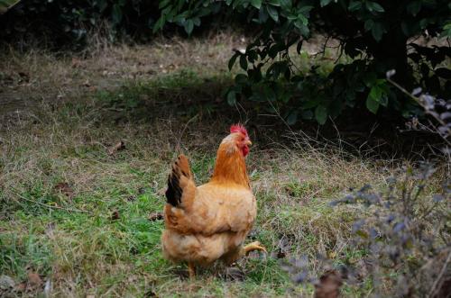 如何散养土鸡才赚钱成本与利润是多少 散养土鸡的鸡舍建造图片