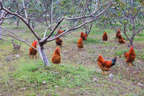 如何散养土鸡才赚钱成本与利润是多少 散养土鸡的鸡舍建造图片