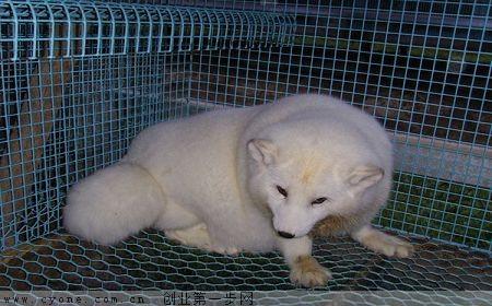 狐狸养殖技术教程及注意事项怎么养毛皮光滑 2017年狐狸会涨价吗