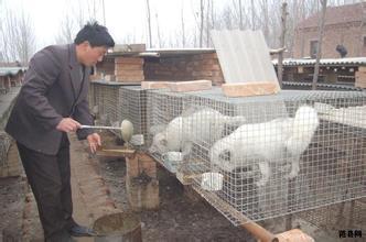 狐狸养殖技术教程及注意事项怎么养毛皮光滑 2017年狐狸会涨价吗