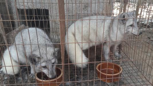 狐狸养殖技术教程及注意事项怎么养毛皮光滑 2017年狐狸会涨价吗