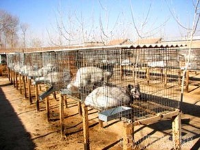 未来几年狐狸养殖前景如何 狐狸养殖有利润吗成本和利润是多少