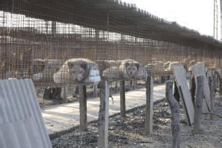 未来几年狐狸养殖前景如何 狐狸养殖有利润吗成本和利润是多少