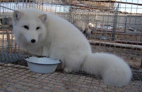 未来几年狐狸养殖前景如何 狐狸养殖有利润吗成本和利润是多少