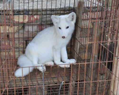 未来几年狐狸养殖前景如何 狐狸养殖有利润吗成本和利润是多少