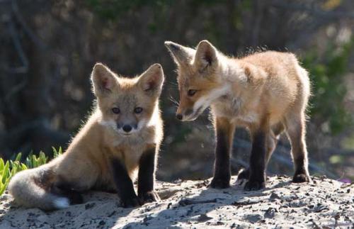 未来几年狐狸养殖前景如何 狐狸养殖有利润吗成本和利润是多少