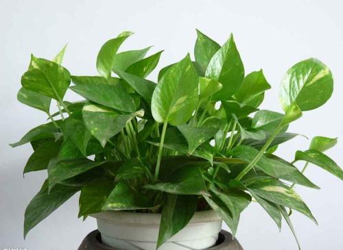 绿萝养殖方法和注意事项有哪些?绿萝的作用叶子发黄原因如何解决