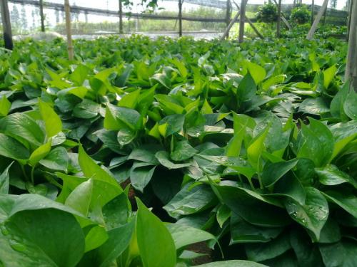 绿萝养殖方法和注意事项有哪些?绿萝的作用叶子发黄原因如何解决