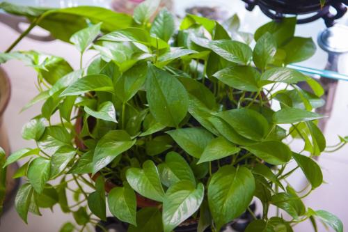 绿萝养殖方法和注意事项有哪些?绿萝的作用叶子发黄原因如何解决