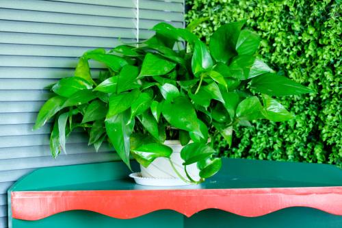 绿萝养殖方法和注意事项有哪些?绿萝的作用叶子发黄原因如何解决