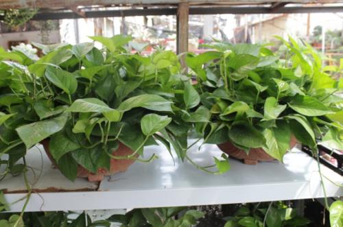 绿萝养殖方法和注意事项有哪些?绿萝的作用叶子发黄原因如何解决