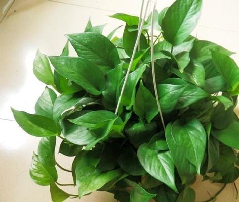 ������ֳ������ע����������Щ�����ܵ�����Ҷ�ӷ���ԭ����ν��