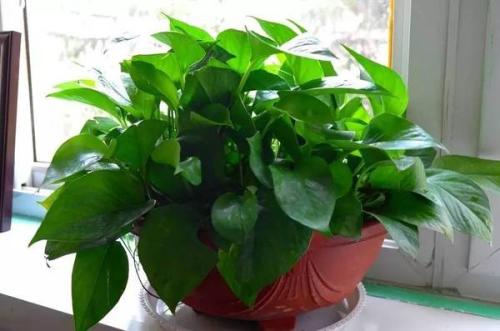 ������ֳ������ע����������Щ�����ܵ�����Ҷ�ӷ���ԭ����ν��